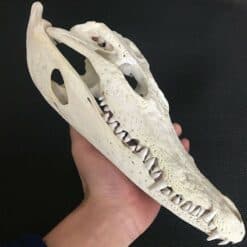 Siamese Crocodile (Crocodylus siamensis) Skull