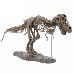 T-Rex Fossil DIY Assembly Model