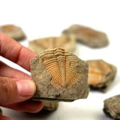 Natural Trilobite Fossil Stone