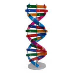 DNA Double Helix Model